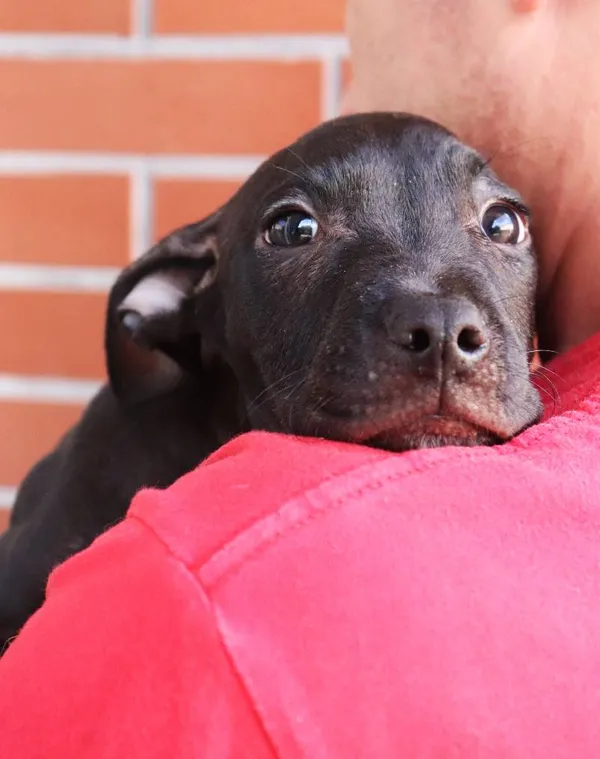 Znaleziono psa, Łódź, 28 sierpnia 2024 (2/5)