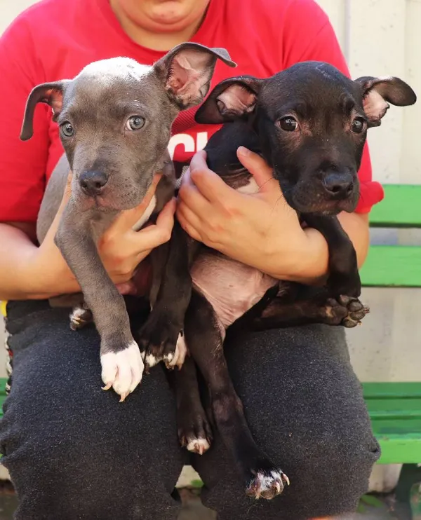 Znaleziono psa, Łódź, 28 sierpnia 2024 (4/5)