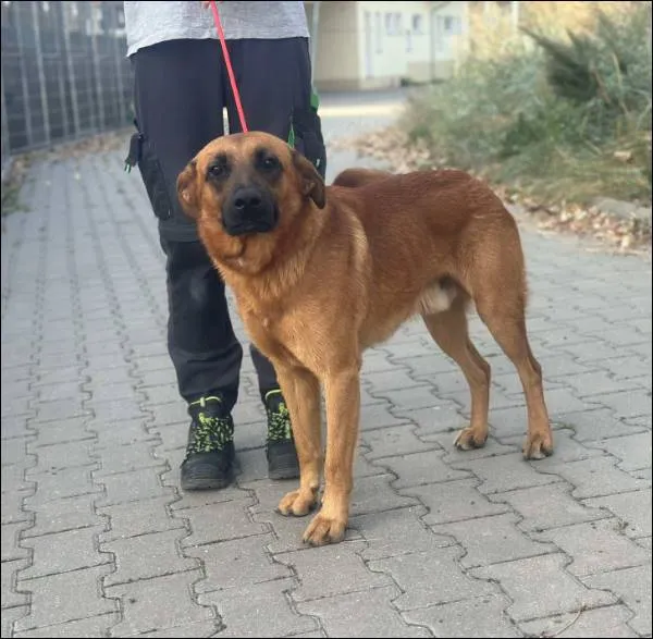 Znaleziono psa, Grudziądz, 30 sierpnia 2024