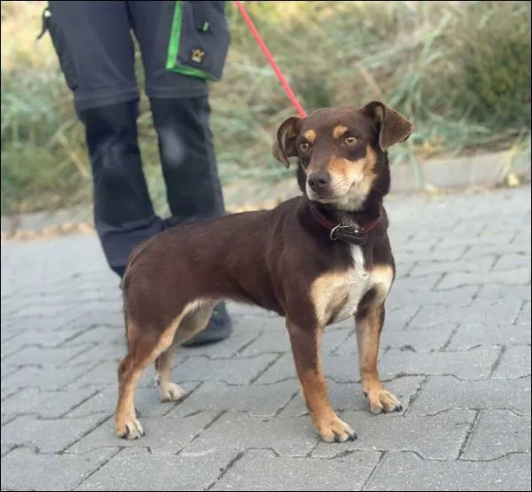 Znaleziono psa, Grudziądz, 30 sierpnia 2024