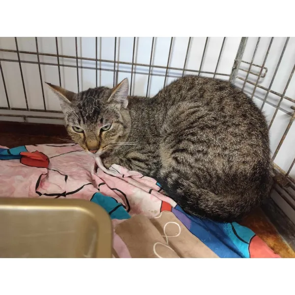 Znaleziono kota, Białystok, 29 sierpnia 2024