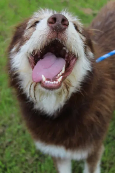 Pies do adopcji, Bełchatów, 3 czerwca 2024 (4/5)