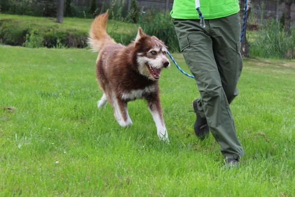 Pies do adopcji, Bełchatów, 3 czerwca 2024 (5/5)
