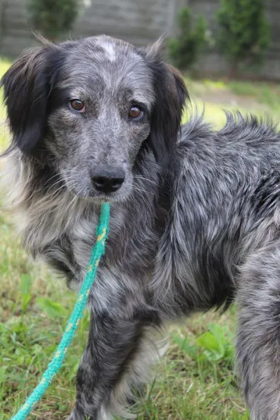 Pies do adopcji, Bełchatów, 25 kwietnia 2024 (2/5)