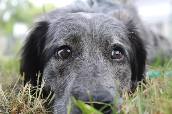 Pies do adopcji, Bełchatów, 25 kwietnia 2024 (3/5)