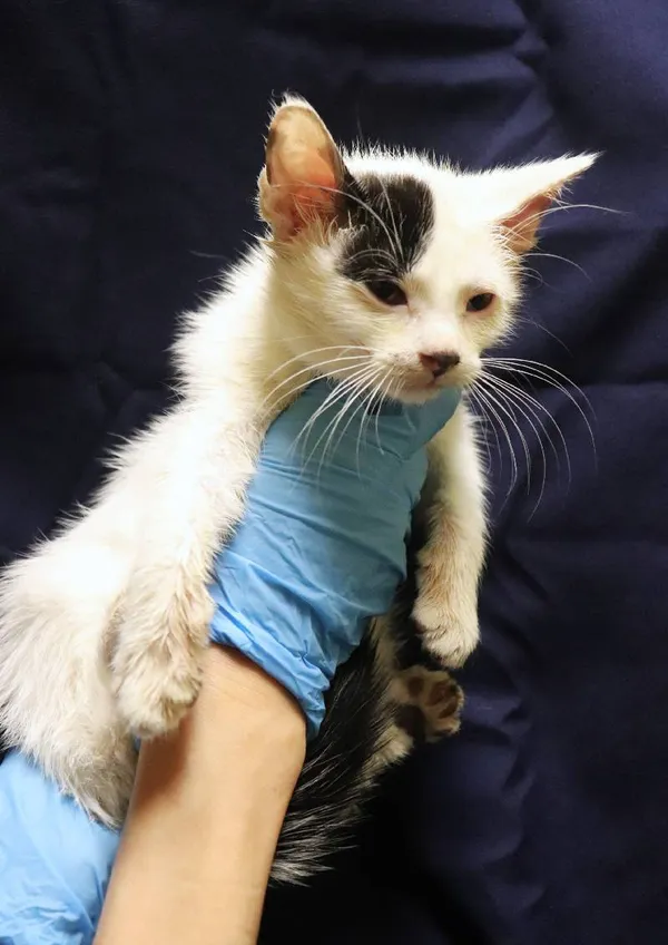 Znaleziono kota, Łódź, 29 sierpnia 2024 (1/2)