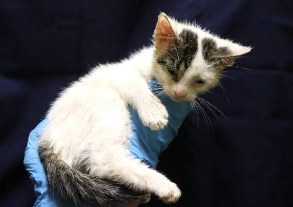 Znaleziono kota, Łódź, 29 sierpnia 2024 (1/3)