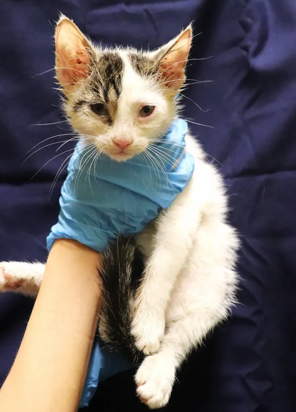 Znaleziono kota, Łódź, 29 sierpnia 2024 (2/3)