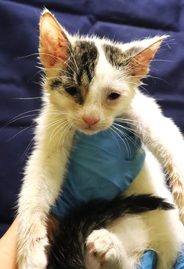 Znaleziono kota, Łódź, 29 sierpnia 2024 (3/3)