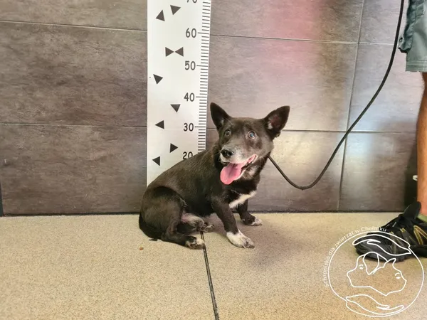 Znaleziono psa, Chełmek, 30 sierpnia 2024