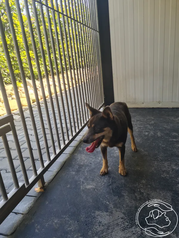 Znaleziono psa, Chełmek, 30 sierpnia 2024