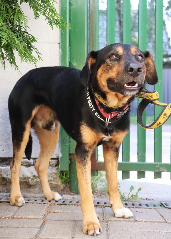 Znaleziono psa, Łódź, 29 sierpnia 2024 (1/5)