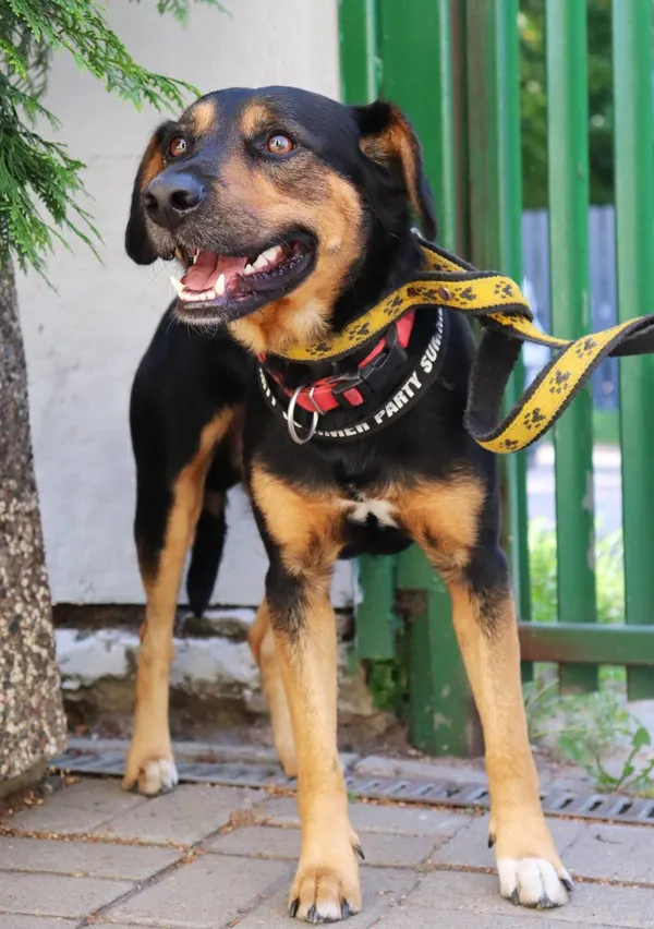 Znaleziono psa, Łódź, 29 sierpnia 2024 (2/5)