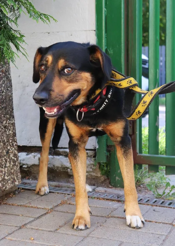 Znaleziono psa, Łódź, 29 sierpnia 2024 (3/5)