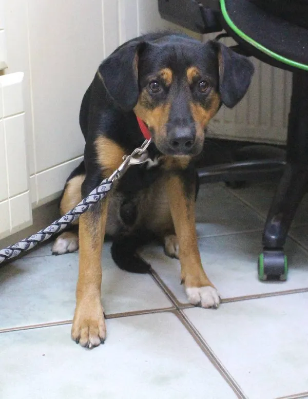 Znaleziono psa, Łódź, 29 sierpnia 2024 (4/5)