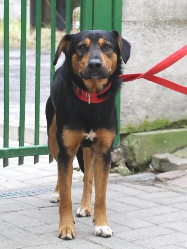 Znaleziono psa, Łódź, 29 sierpnia 2024 (5/5)