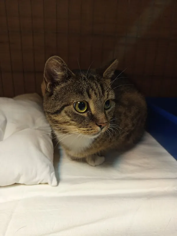 Znaleziono kota, Łódź, 30 sierpnia 2024