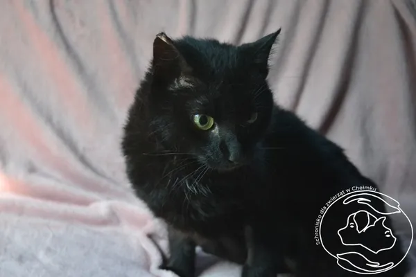 Znaleziono kota, Chełmek, 30 sierpnia 2024