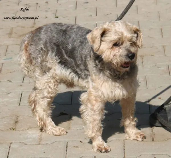 Pies do adopcji, Nowy Dwór Mazowiecki, 30 sierpnia 2024 (2/5)