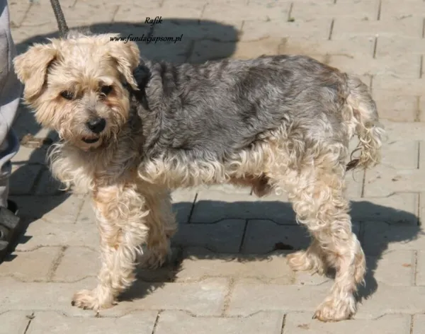 Pies do adopcji, Nowy Dwór Mazowiecki, 30 sierpnia 2024 (4/5)