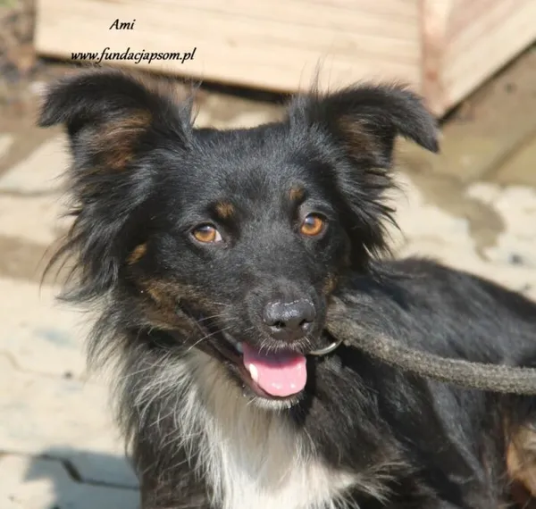 Pies do adopcji, Nowy Dwór Mazowiecki, 30 sierpnia 2024 (1/4)