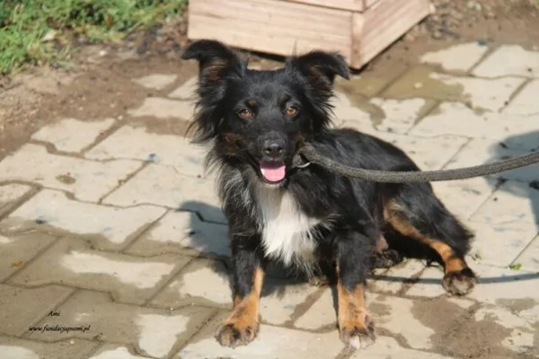 Pies do adopcji, Nowy Dwór Mazowiecki, 30 sierpnia 2024 (2/4)