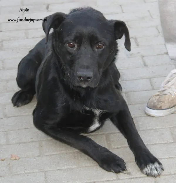 Pies do adopcji, Nowy Dwór Mazowiecki, 30 sierpnia 2024 (2/2)