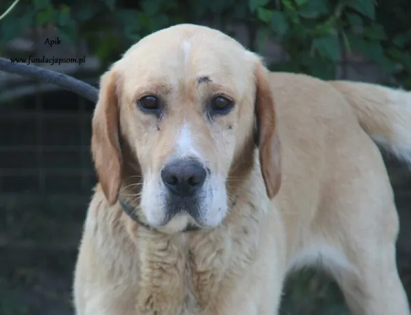 Pies do adopcji, Nowy Dwór Mazowiecki, 30 sierpnia 2024 (1/5)