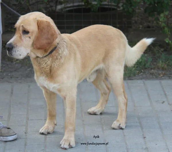 Pies do adopcji, Nowy Dwór Mazowiecki, 30 sierpnia 2024 (2/5)