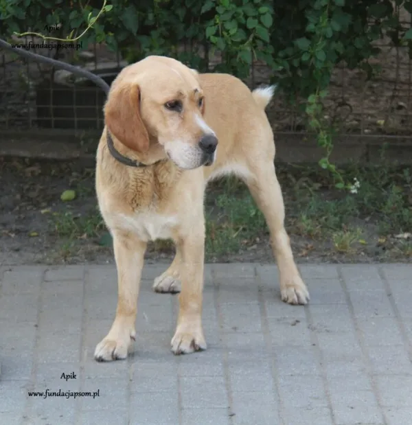 Pies do adopcji, Nowy Dwór Mazowiecki, 30 sierpnia 2024 (3/5)