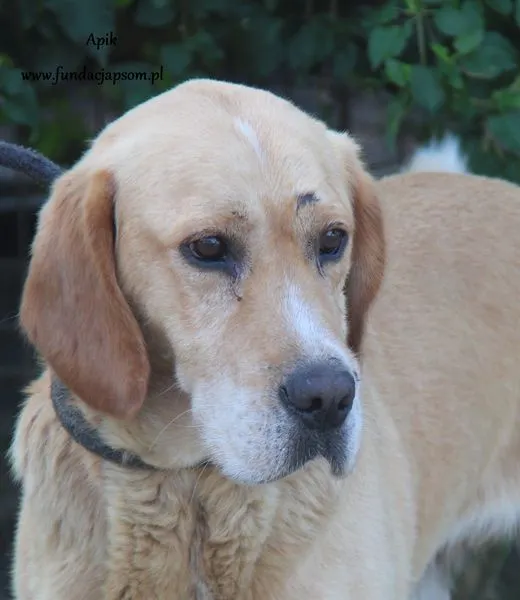 Pies do adopcji, Nowy Dwór Mazowiecki, 30 sierpnia 2024 (5/5)