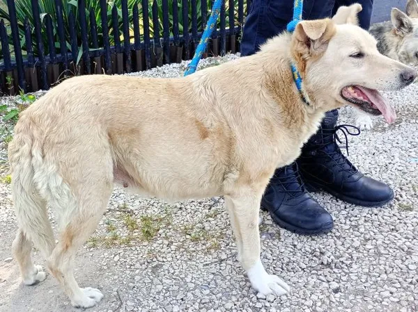 Znaleziono psa, Radom, 29 sierpnia 2024