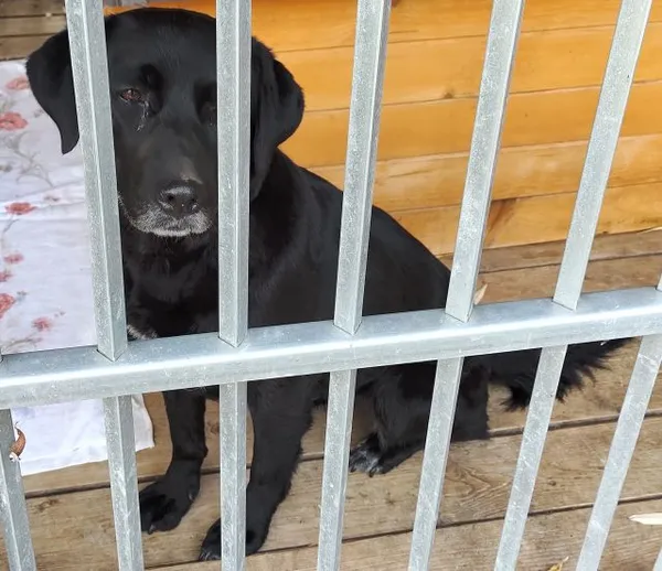 Znaleziono psa, Radom, 26 sierpnia 2024