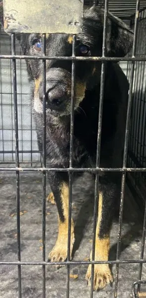 Znaleziono psa, Radom, 26 sierpnia 2024