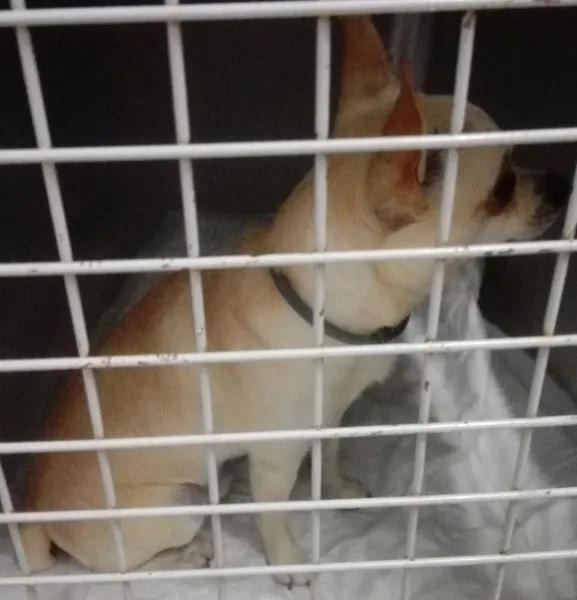 Znaleziono psa, Radom, 24 sierpnia 2024