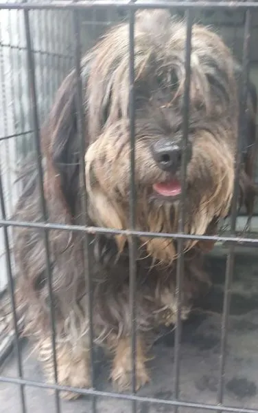 Znaleziono psa, Radom, 20 sierpnia 2024