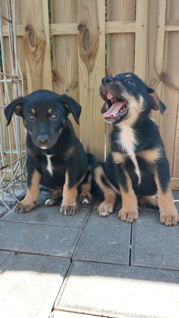 Oddam psa, Olsztyn, Nagórki, 1 września 2024 (3/3)