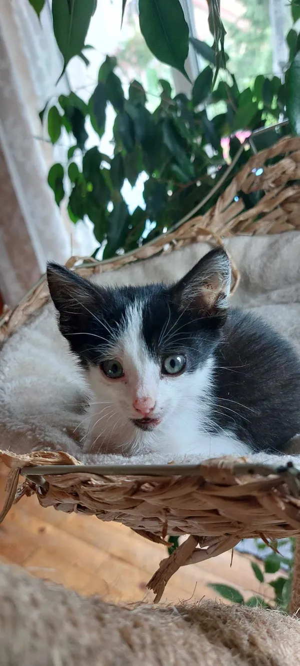 Oddam kota, Olsztyn, Dajtki, 1 września 2024 (1/3)