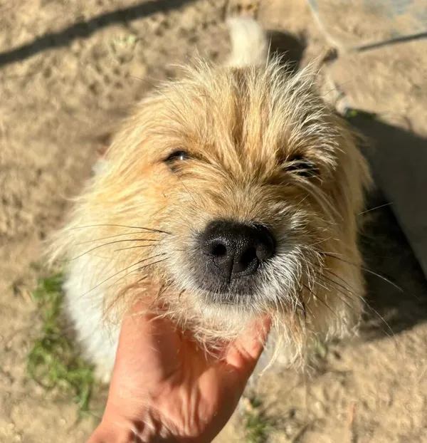 Pies do adopcji, Przyborówko, 30 sierpnia 2024 (2/3)