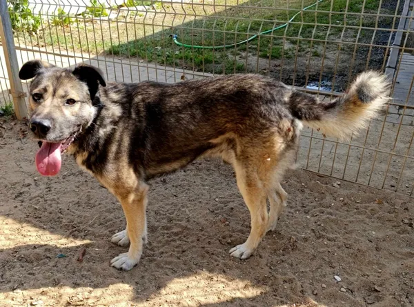 Znaleziono psa, Pieckowo, 30 sierpnia 2024 (2/2)