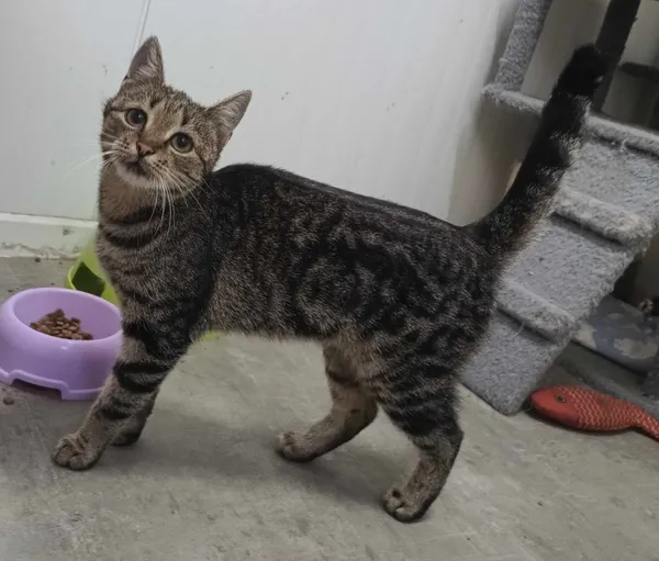 Znaleziono kota, Pieckowo, 28 sierpnia 2024 (1/2)