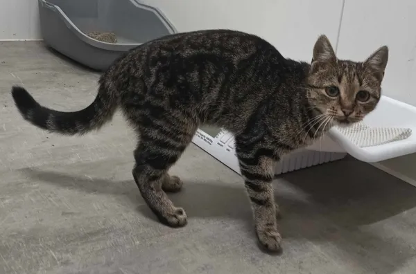 Znaleziono kota, Pieckowo, 28 sierpnia 2024 (2/2)