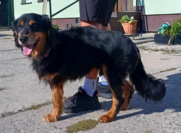 Znaleziono psa, Pieckowo, 28 sierpnia 2024 (1/2)