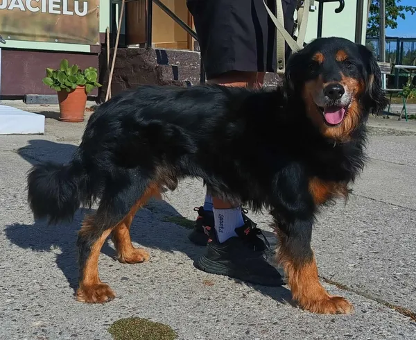 Znaleziono psa, Pieckowo, 28 sierpnia 2024 (2/2)