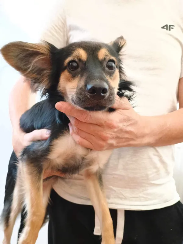 Znaleziono psa, Sosnowiec, 24 sierpnia 2024