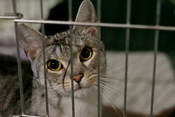 Znaleziono kota, Wałbrzych, 26 sierpnia 2024