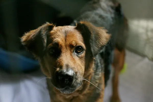 Znaleziono psa, Wałbrzych, 26 sierpnia 2024 (2/3)