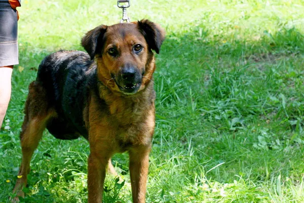 Znaleziono psa, Wałbrzych, 26 sierpnia 2024 (3/3)