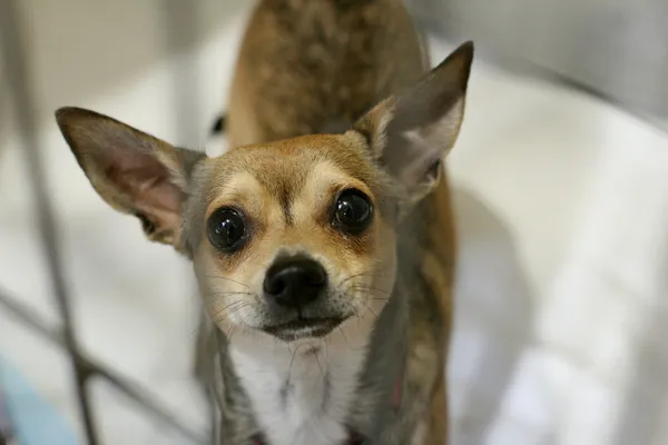 Znaleziono psa, Wałbrzych, 26 sierpnia 2024 (1/2)