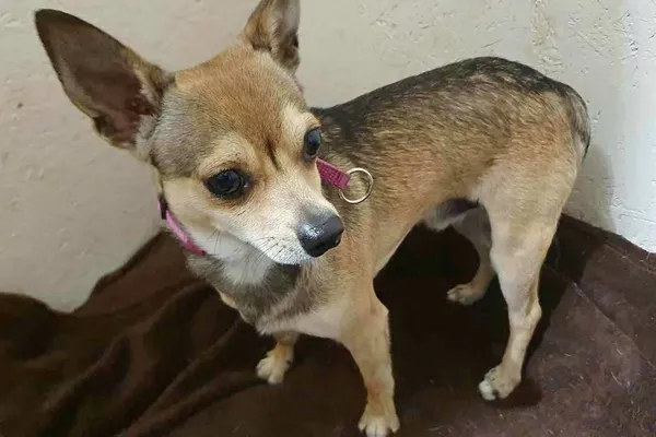 Znaleziono psa, Wałbrzych, 26 sierpnia 2024 (2/2)